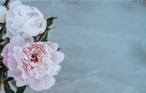 annie-spratt-277548-unsplash
