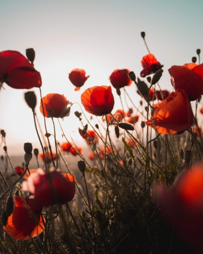 milos-tonchevski-304529-unsplash