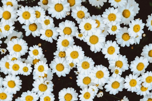 mitch-lensink-279897-unsplash